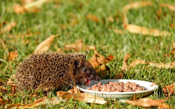 hedgehog photo