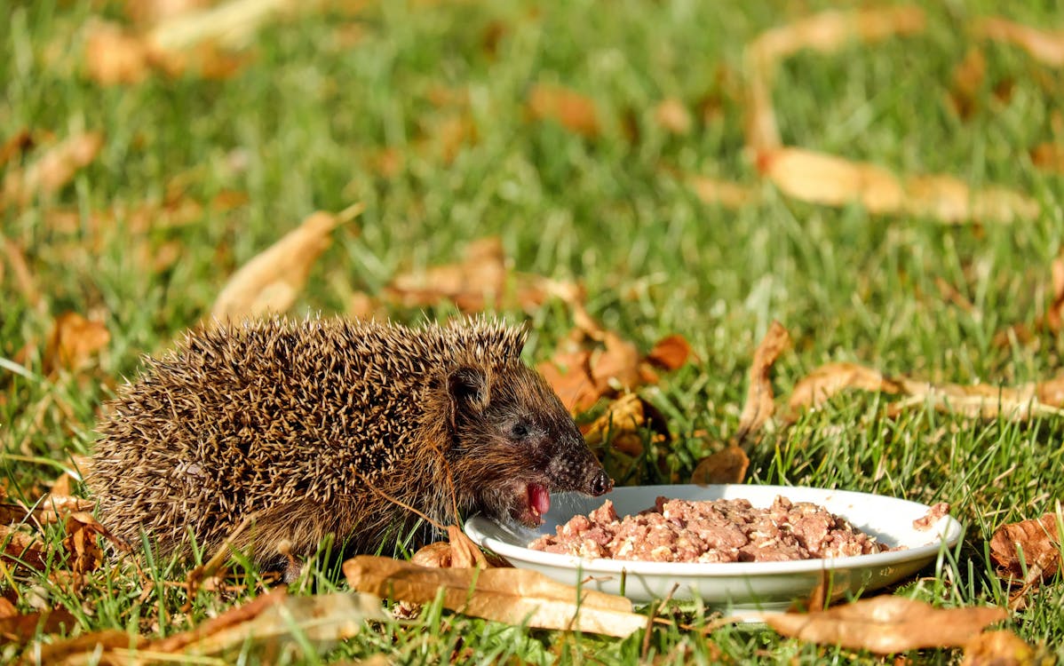 бесплатная Коричневый ёжик собирается поесть на белой керамической тарелке с коричневым блюдом на поле зеленой травы Стоковое фото