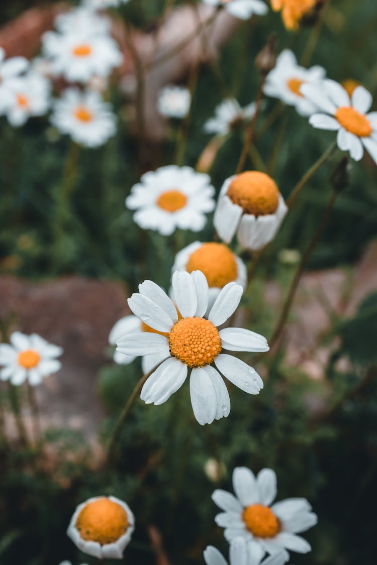 White Daisies Flowers