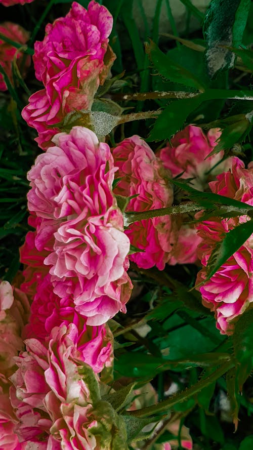 꽃, 꽃이 피는, 분홍색 장미의 무료 스톡 사진