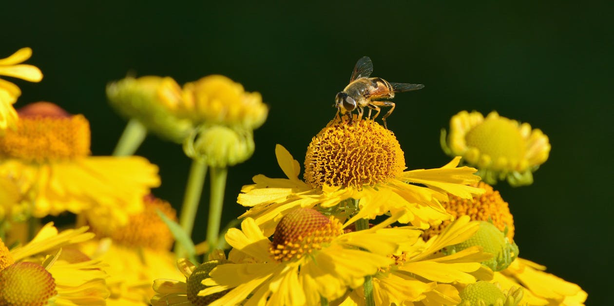 бесплатная Желтая пчела на желтом лепестке цветка Стоковое фото