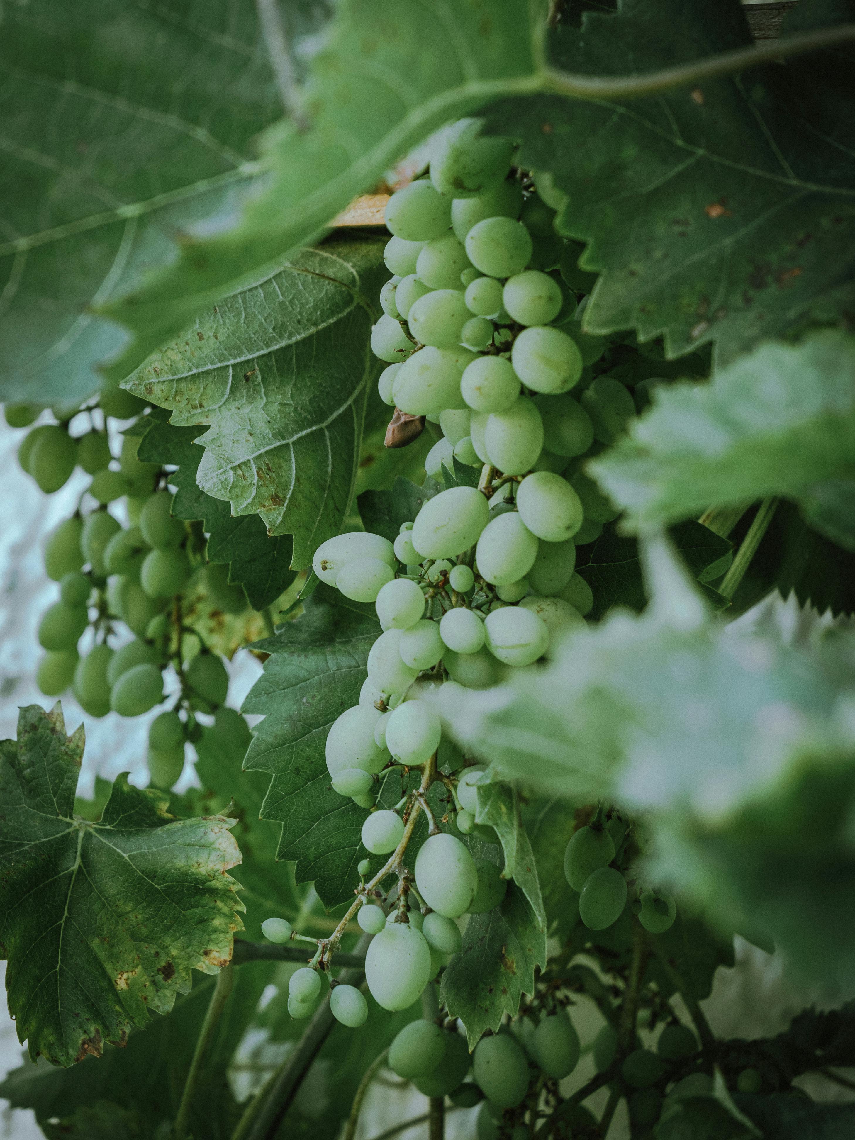Close-up of green grape clusters and leaves, showcasing nature's growth.