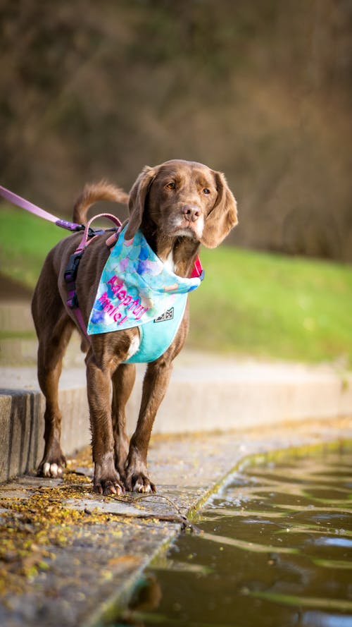 A Labrador Retriever Wearing a Dog Harness and a Bandana 