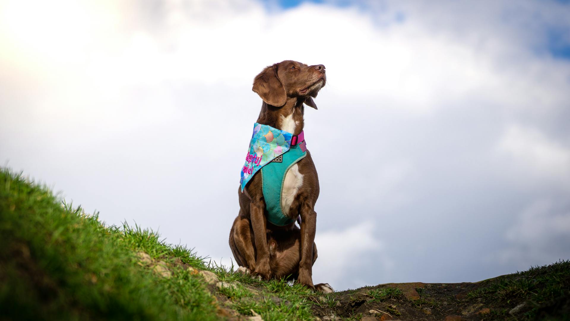 Sitting Rescue Dog