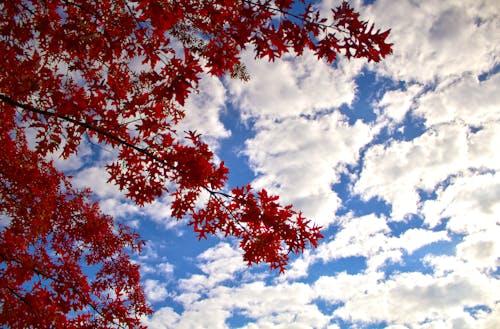 árvore Fotografia Low Angle De Folha Vermelha Sob O Céu Azul Nublado Durante O Dia
