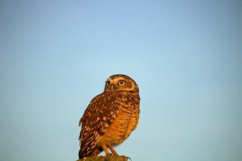 Бесплатное стоковое фото с дикая природа, маленькая сова, наблюдение за птицами