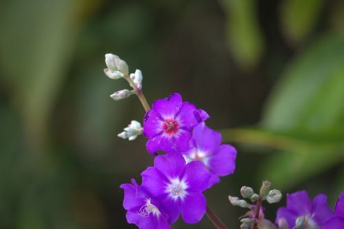 Free Close-up of vibrant purple flowers blooming, capturing the essence of spring in Itapoá, Brazil. Stock Photo