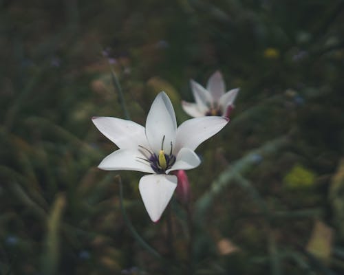 Foto d'estoc gratuïta de bellesa, creixement, dama tulipa