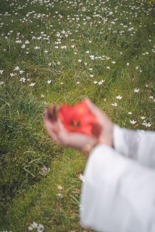 Free A close-up of hands holding a red flower against a meadow backdrop in summer. Stock Photo