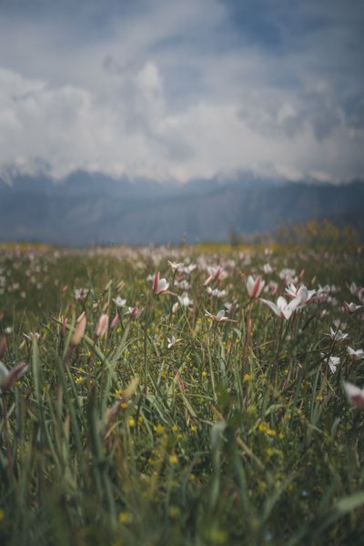 Wildflower meadow