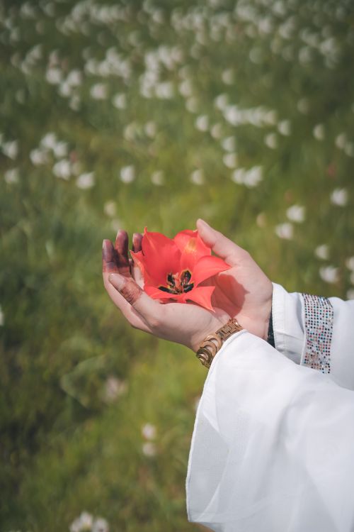 Free Hands delicately hold a vibrant red tulip in a lush green meadow, symbolizing care and nature's beauty. Stock Photo