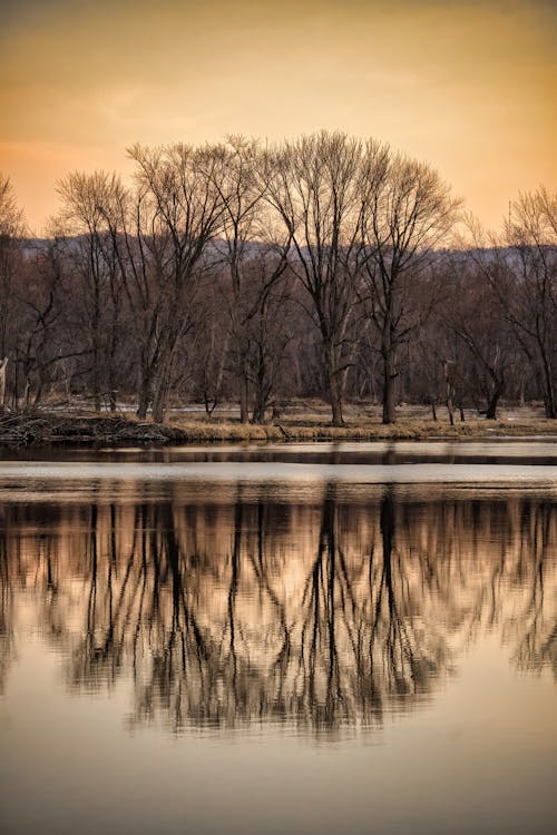 Free Barren Trees Reflecting in River Stock Photo