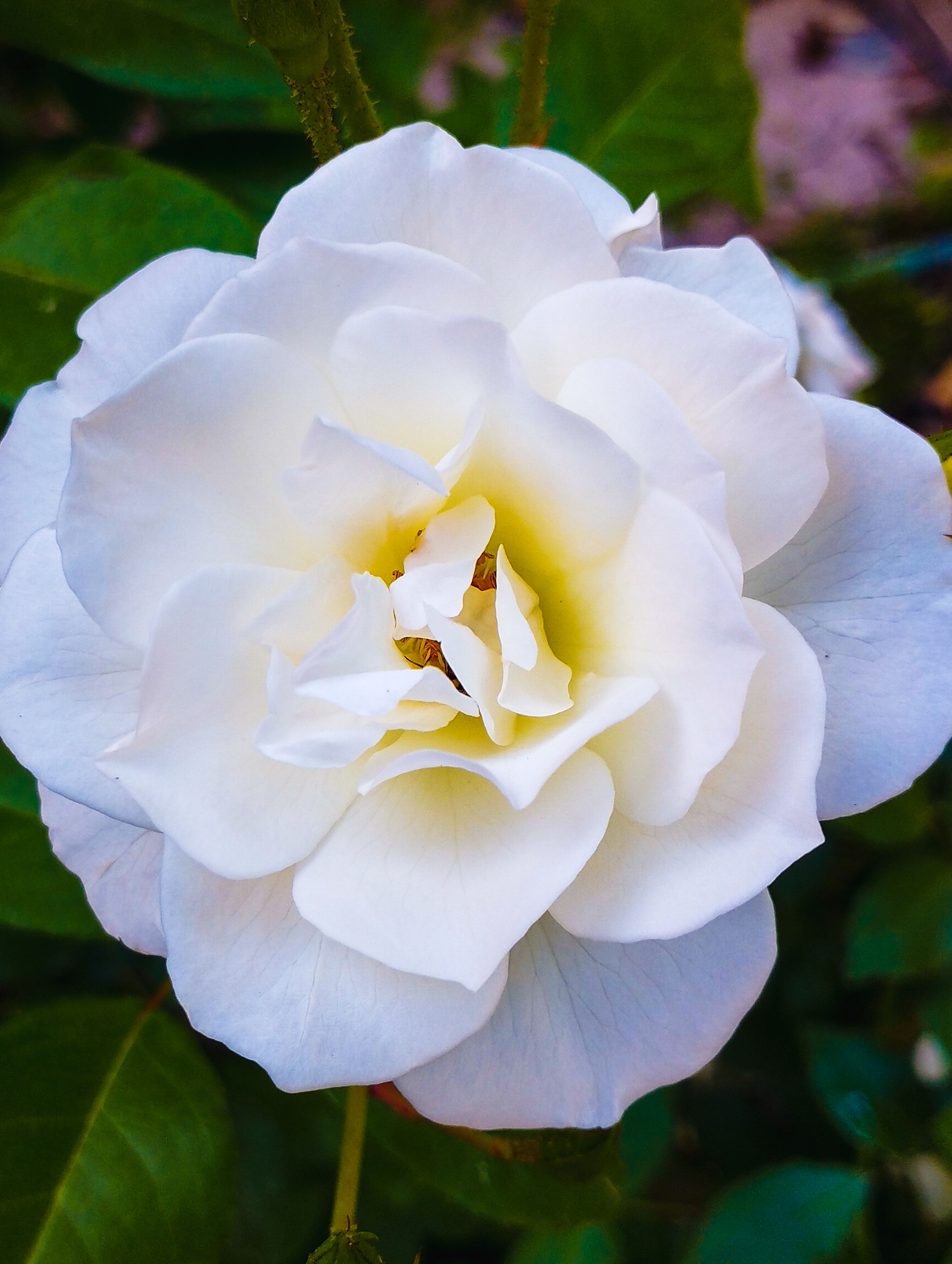 Beautiful close-up shot of a white rose in bloom with lush green leaves, symbolizing purity and elegance.