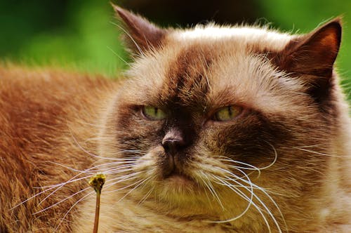 Black and Brown Himalayan Cat Close Up Photography