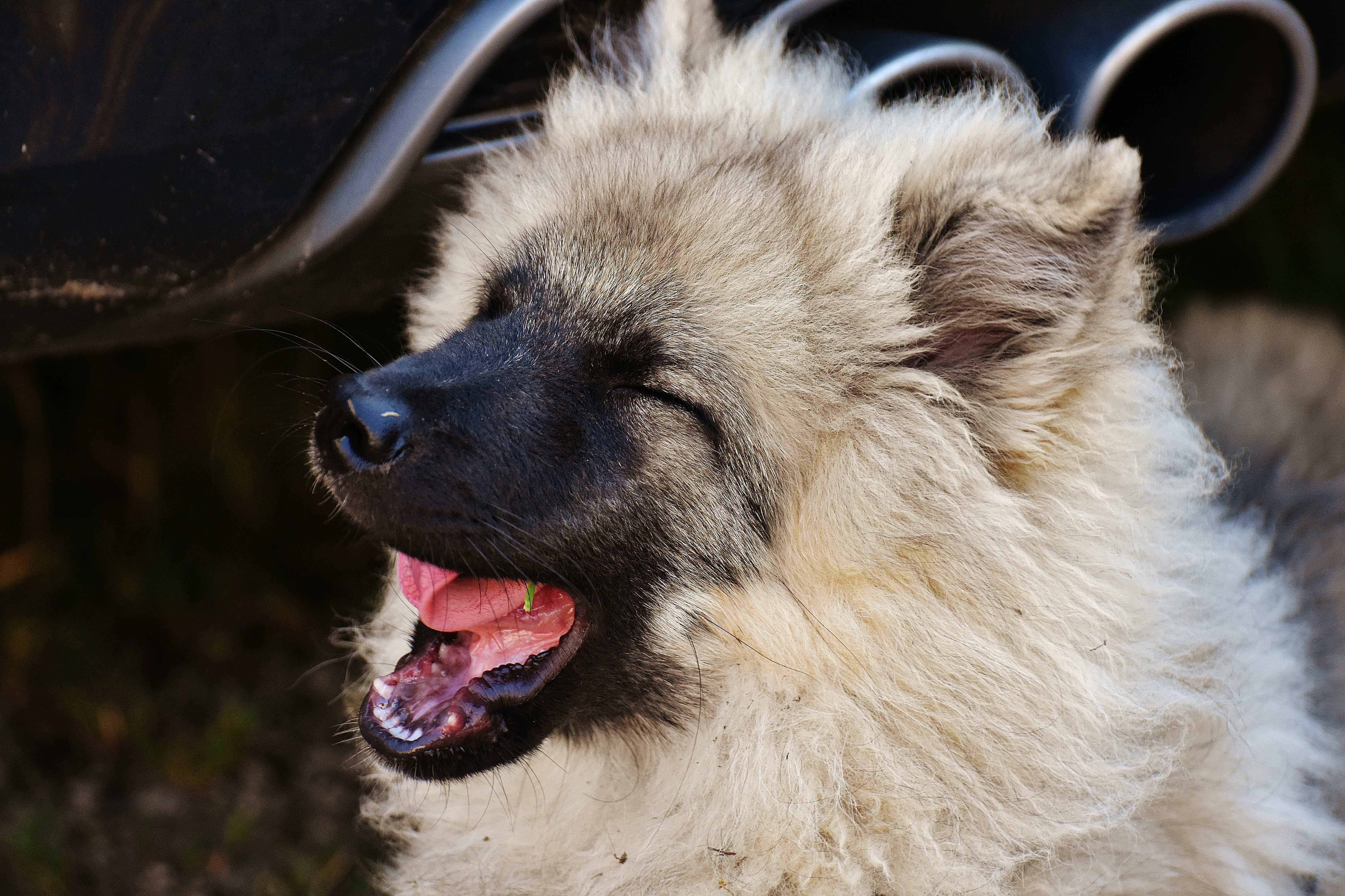 Wuschelig おもしろい 動物の無料の写真素材