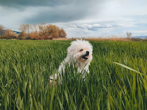 Dog on Green Field