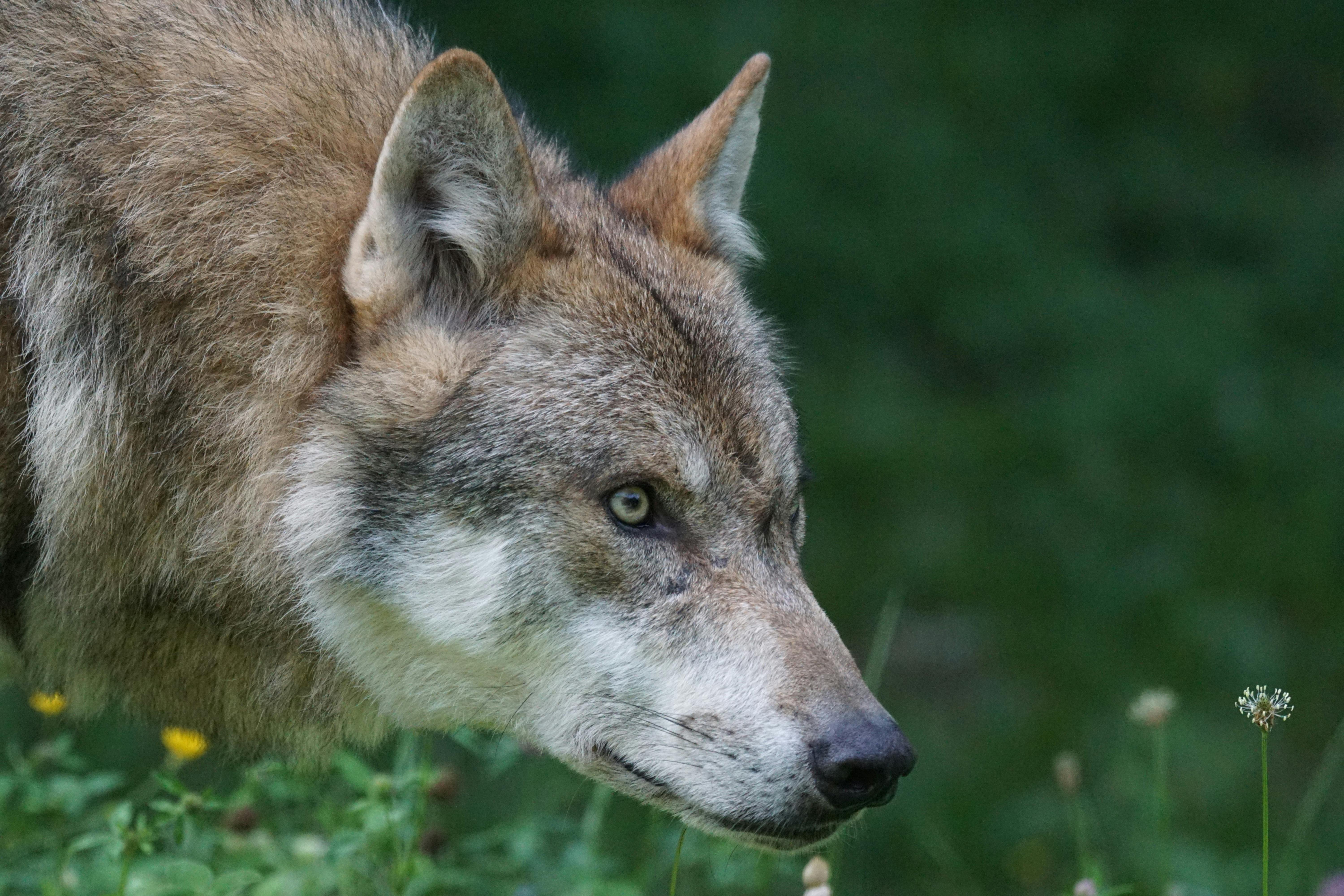 Tan Wolf on Flower Field during Daytime · Free Stock Photo