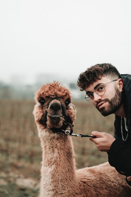 A Bearded Man Standing on a Pasture with an Alpaca 