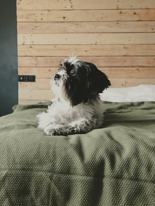 Free Dog Lying Down on Bed Stock Photo