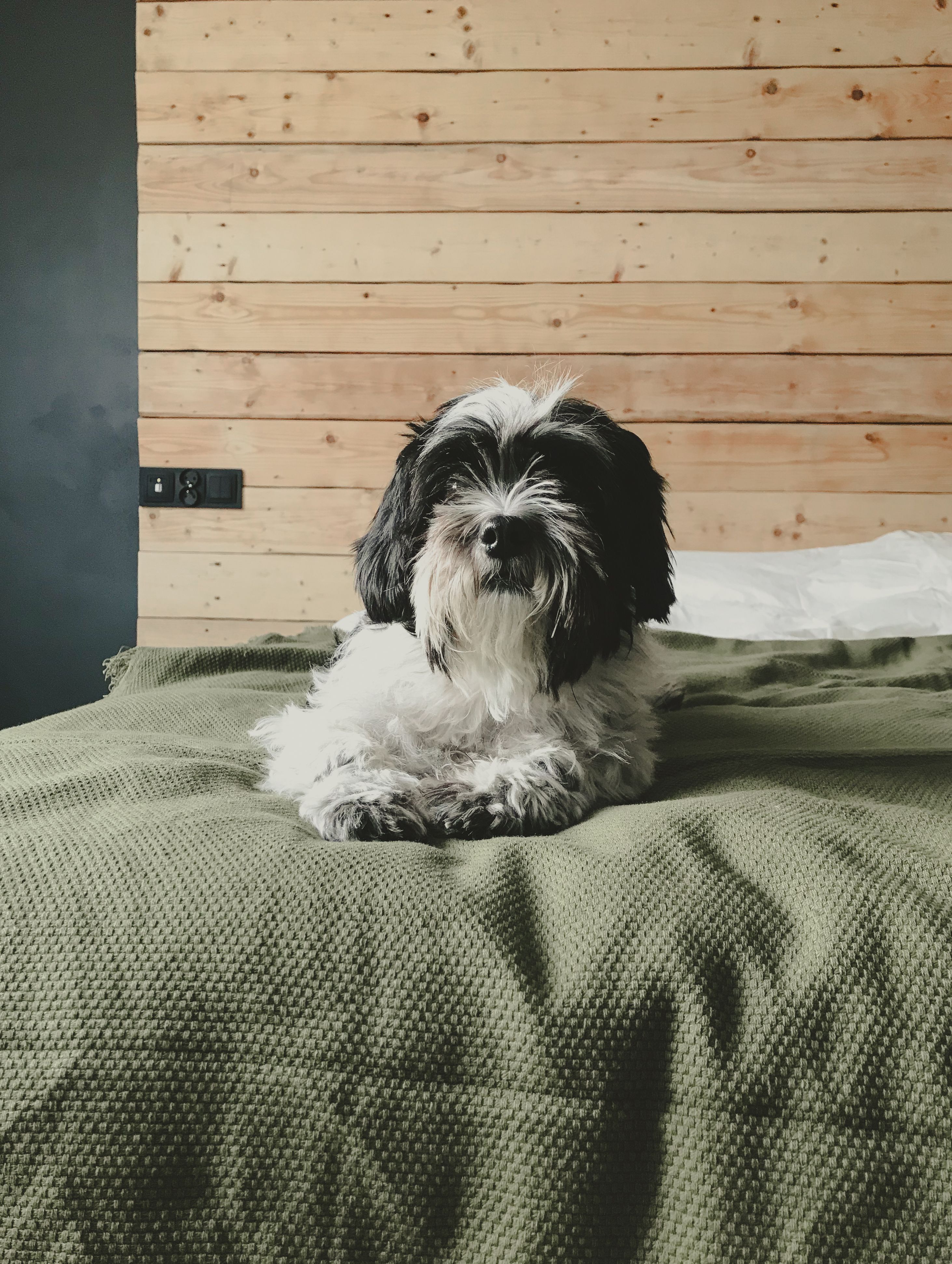 Black and White Dog Lying on the Bed · Free Stock Photo