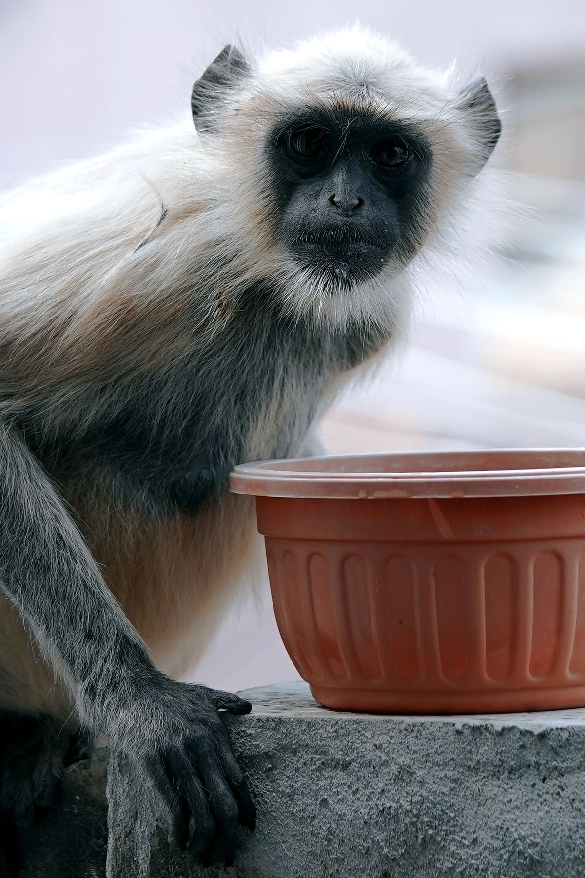 Grey and White Monkey on Tree Branch · Free Stock Photo