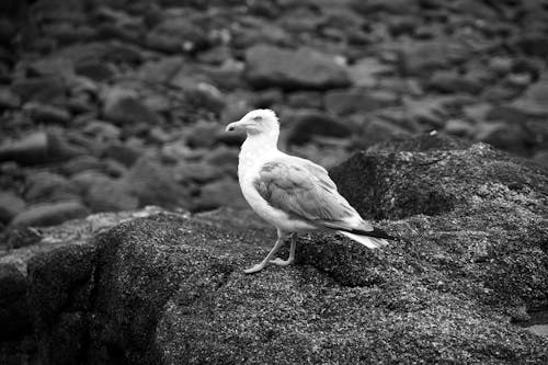 Goéland à Bec Cerclé Debout Sur La Photographie En Niveaux De Gris Rock