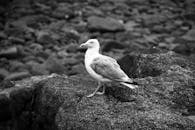 黑白照片中，一只海鸥站在海岸线的岩石上