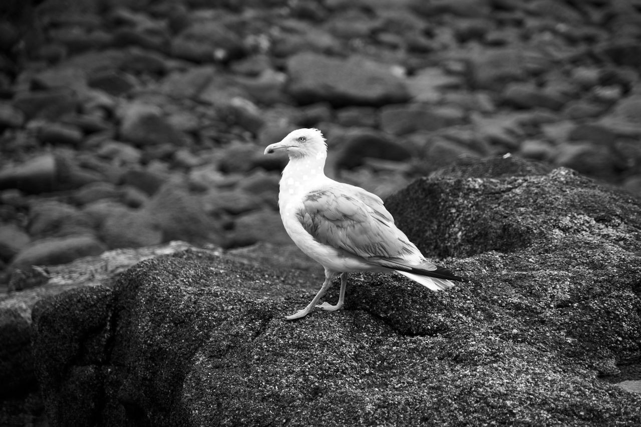 black and white photo of a seagull standing on rocks at the shoreline