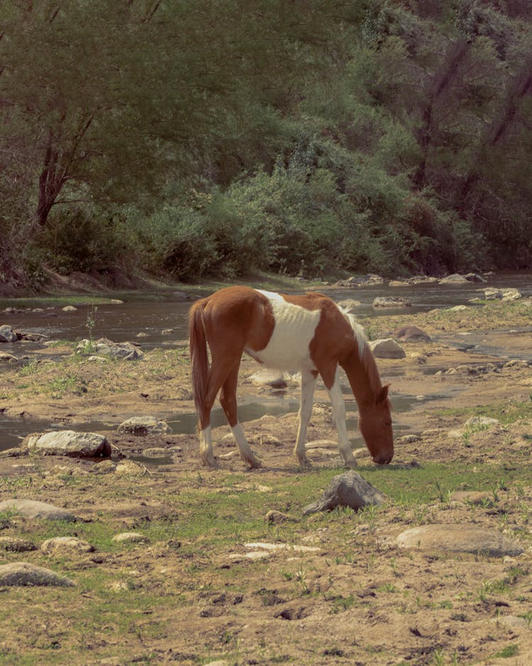 Horse Eating Grass