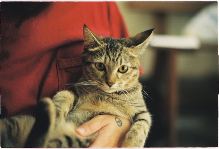 Hand With Tattoo Holding Cat