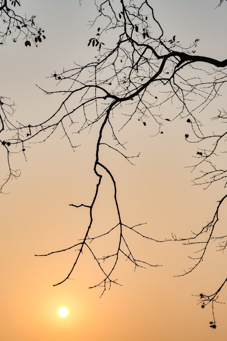 Bare Branches At Sunset