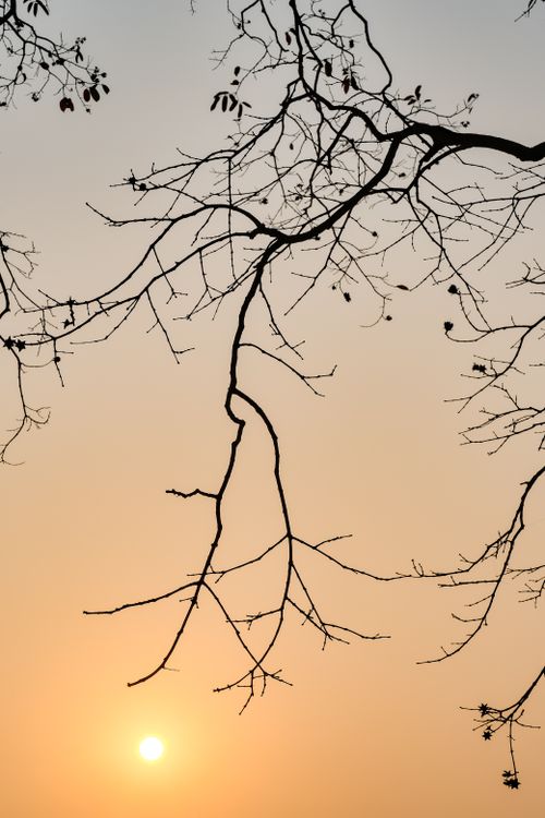 Free Bare tree branches create a delicate silhouette against a warm, sunset sky, evoking tranquility. Stock Photo