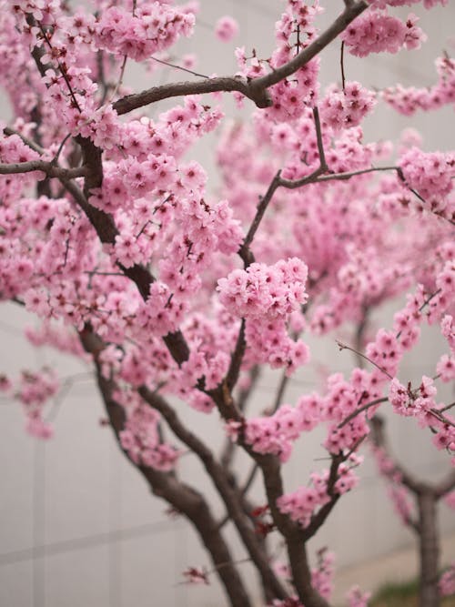 가지, 꽃이 만개한, 봄의 무료 스톡 사진