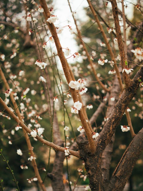Branches with Blossoms