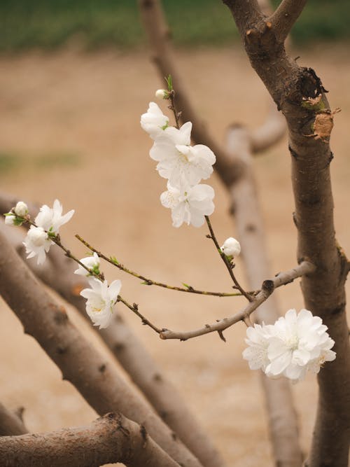 Branch with Blossoms