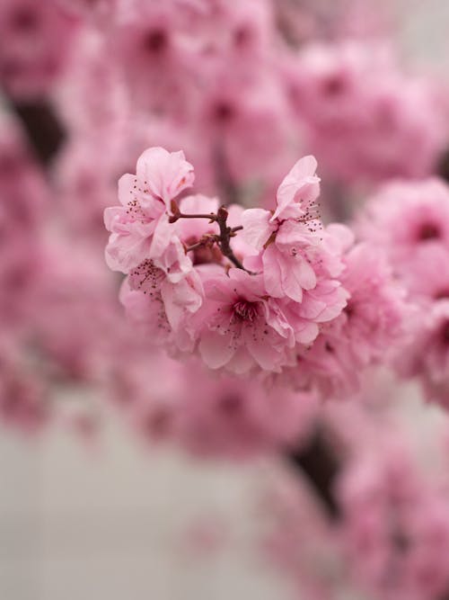 Close up of Pink Blossoms