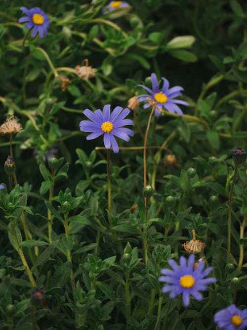 Fotobanka s bezplatnými fotkami na tému botanika, kvitnutie, purpurové kvety