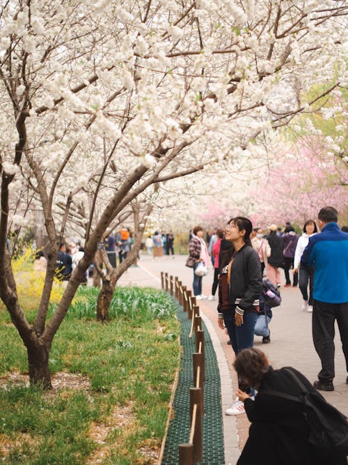 Woman Looking at Cherry Trees in Park in Spring