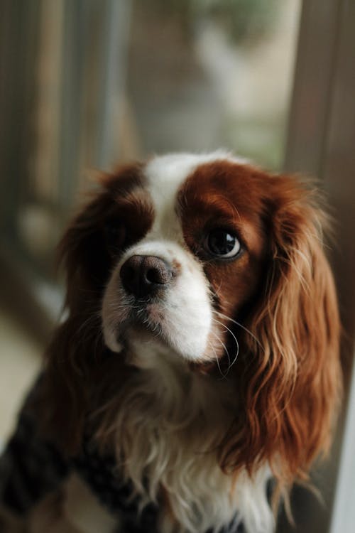 Foto d'estoc gratuïta de cap, Cavalier King Charles Spaniel, fons de pantalla per al mòbil