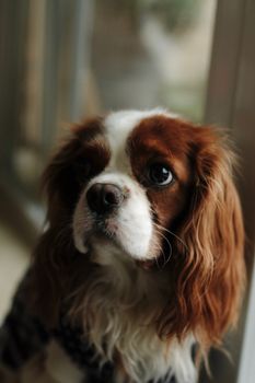 Captivating close-up portrait of a Cavalier King Charles Spaniel indoors, showing its expressive eyes and long ears.