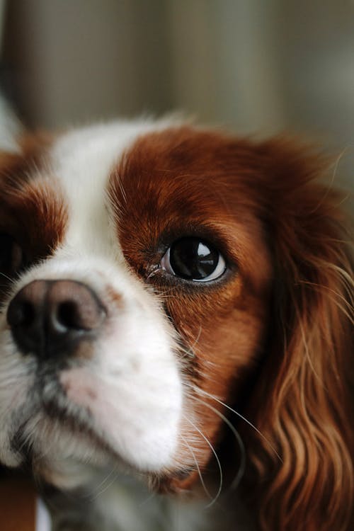 Foto d'estoc gratuïta de cap, Cavalier King Charles Spaniel, fons de pantalla per al mòbil