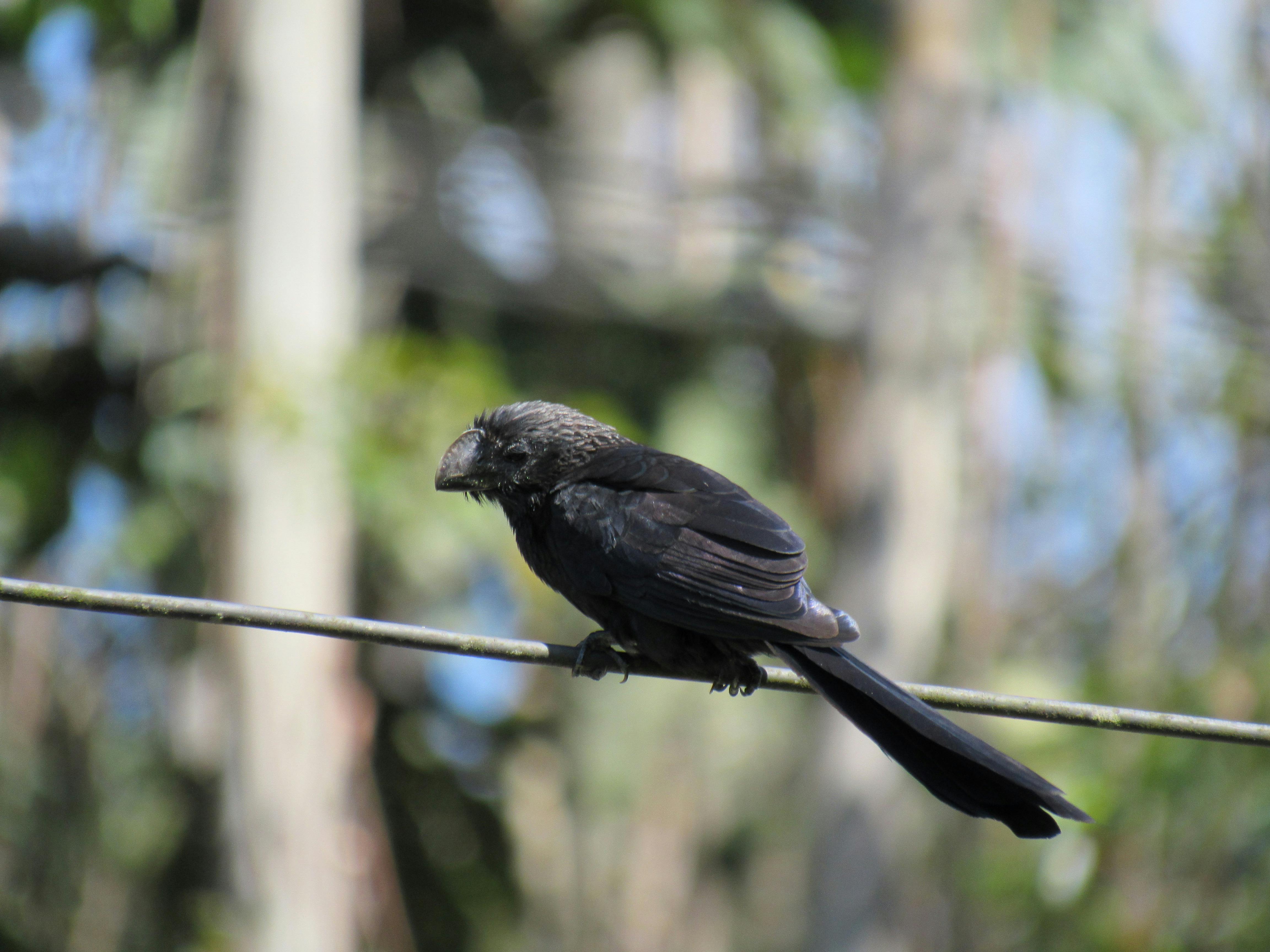 Close-up of a blackbird perched on a wire in Embu-Guaçu, Brazil, showcasing nature and wildlife.
