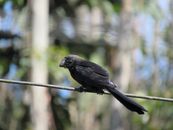 Close-up of a blackbird perched on a wire in Embu-Guaçu, Brazil, showcasing nature and wildlife.
