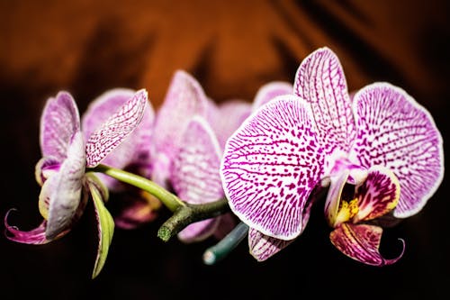 Purple-and-white Moth Orchid Flowers in Selective Focus Photography