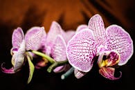 特写镜头中，充满活力的紫色蝴蝶兰花瓣细致，展现了大自然的美丽