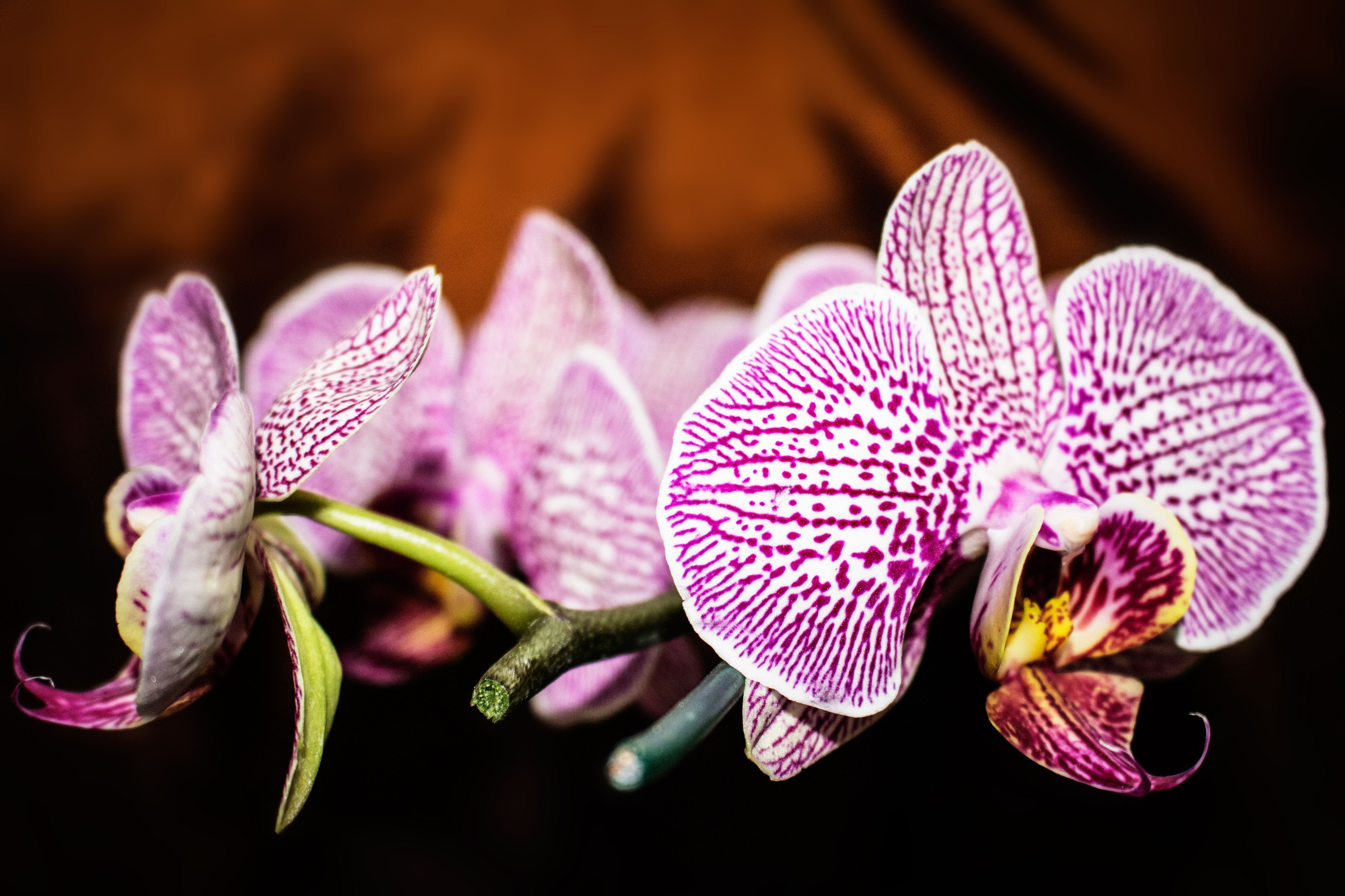 Purple and white Moth Orchid Flowers In Selective Focus Photography purple-and-white-moth-orchid-flowers-in-selective-focus-photography