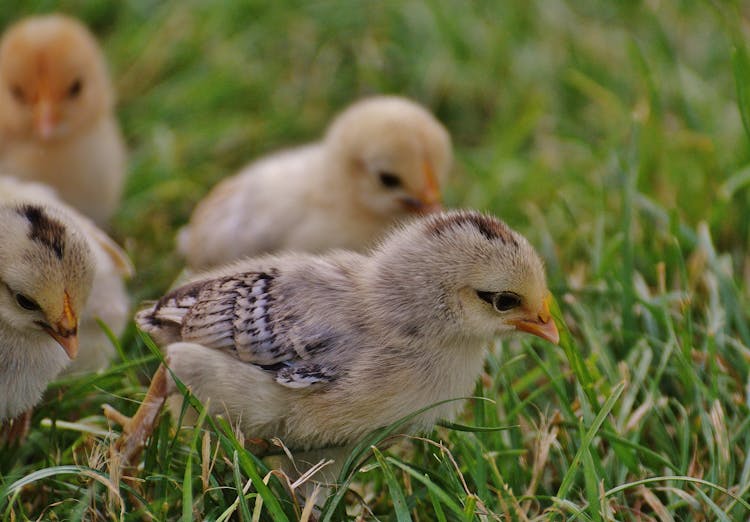 Brown Chick