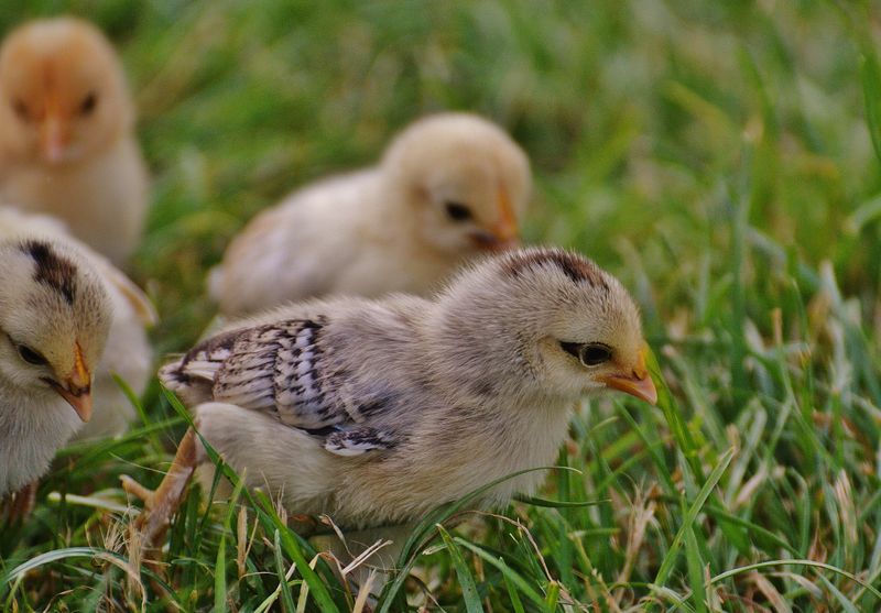 5,000+ Best Chick Photos · 100% Free Download · Pexels Stock Photos