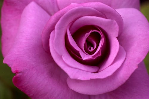 Foto stok gratis kelopak, mawar, mawar merah muda