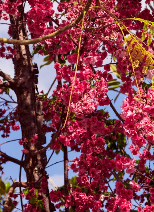 คลังภาพถ่ายฟรี ของ การเจริญเติบโต, ดอกไม้สีชมพู, บุปผา